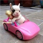 cani in auto