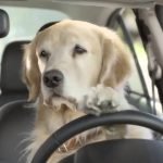 ANIMALI