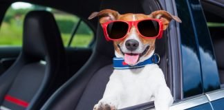 Trasporto cani in auto